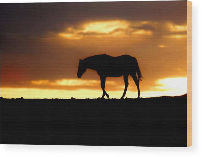Horse Wood Print featuring the photograph Silhouette of Horse at Sunrise #1 by Alan Hutchins