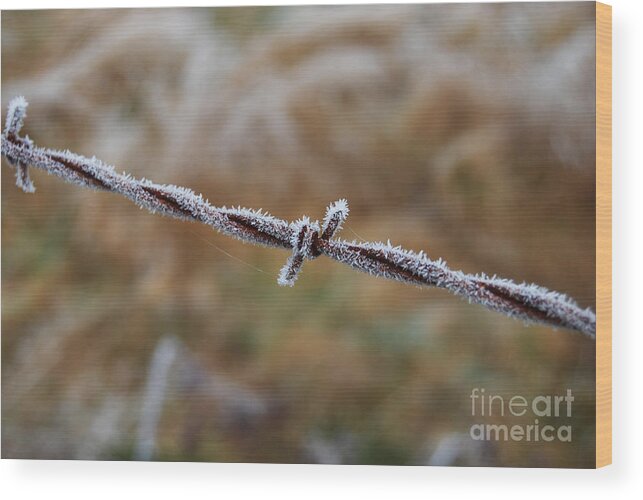 Barbed Wire Wood Print featuring the photograph Sugar Coated by Jani Freimann