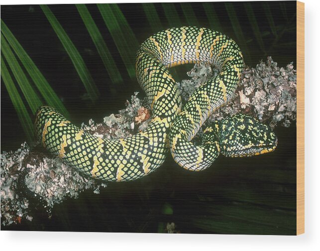 Animal Wood Print featuring the photograph Temple Viper #1 by Steve Cooper