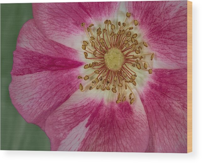 Clematis Flower Wood Print featuring the photograph Up Close #1 by Susan Candelario