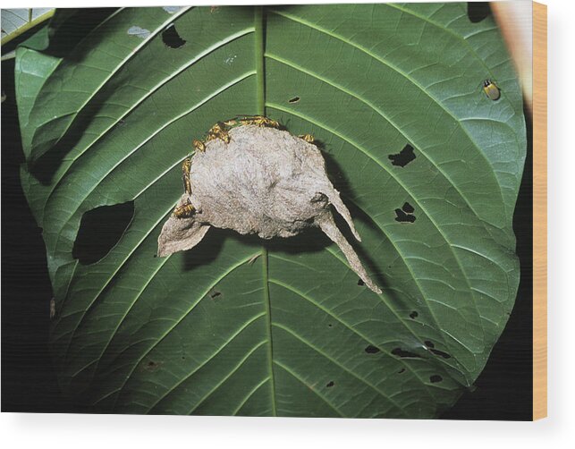 Nest Wood Print featuring the photograph Wasp Nest Under A Leaf #1 by Dr Morley Read/science Photo Library