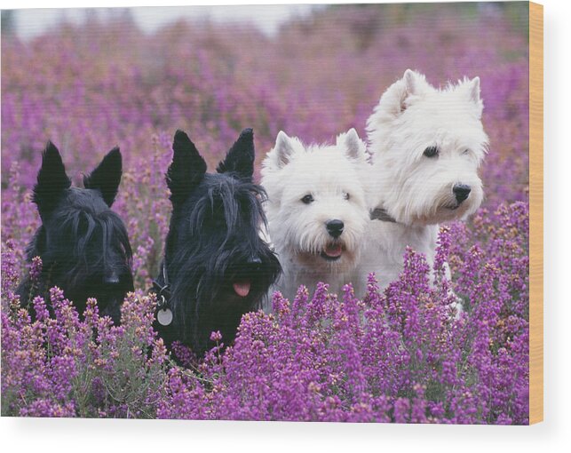 West Highland White Terrier Wood Print featuring the photograph Westie And Scottie Dogs #1 by John Daniels