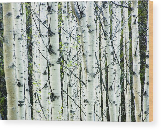 Alberta Wood Print featuring the photograph White birch tree forest #1 by Oscar Gutierrez