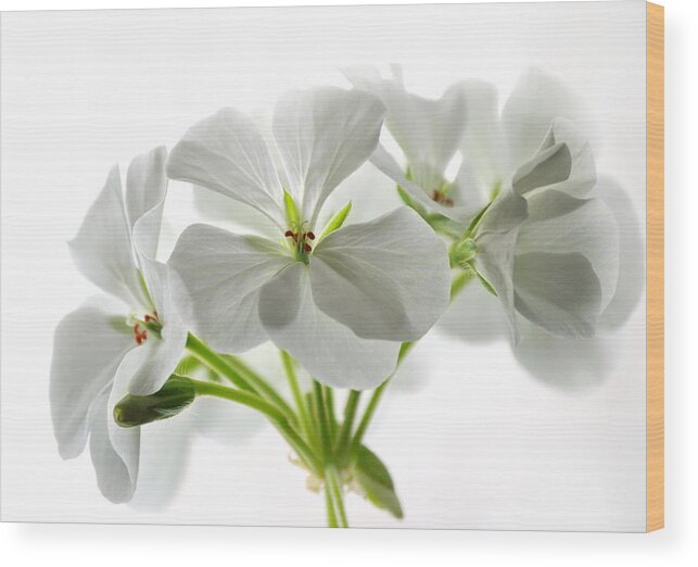 Flower Wood Print featuring the photograph White Geraniums #1 by Nathan Abbott