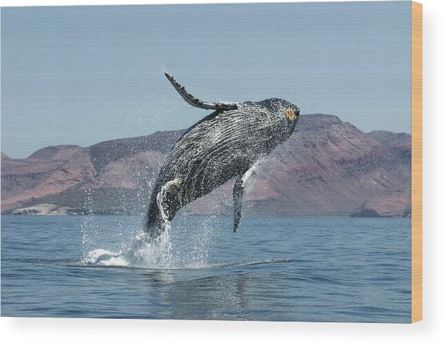 Megaptera Novaeangliae Wood Print featuring the photograph Humpback Whale Breaching #10 by Christopher Swann/science Photo Library