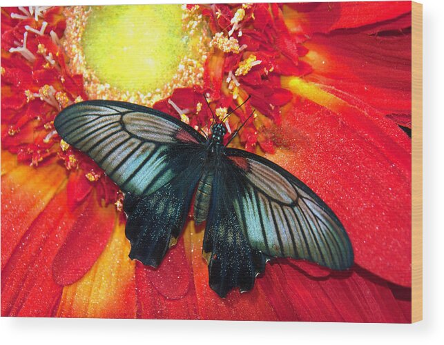 Butterfly; Flower; Mormon Butterfly; Butterfly Wonderland; Scottsdale Wood Print featuring the photograph Mormon Butterfly #1 by Tam Ryan