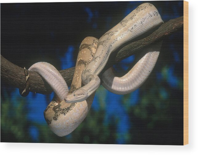 America Wood Print featuring the photograph Boa Constrictor #2 by Steve Cooper
