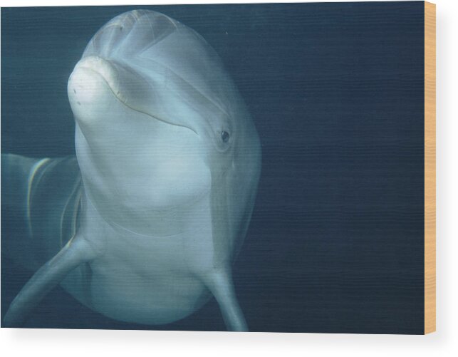 Feb0514 Wood Print featuring the photograph Bottlenose Dolphin Hawaii #2 by Flip Nicklin