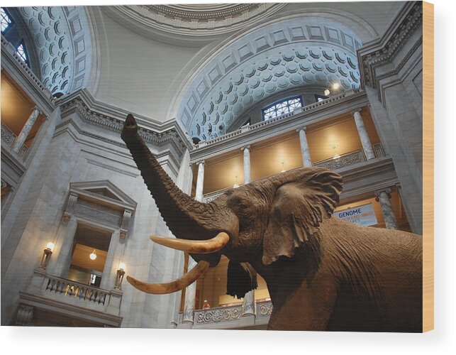 Bull Elephant Wood Print featuring the photograph Bull Elephant in Natural History Rotunda by Kenny Glover