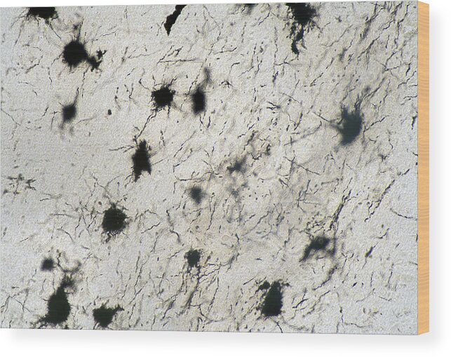 Horizontal Wood Print featuring the photograph Cerebrum Neurons, Golgi Stain, Lm #2 by Science Stock Photography