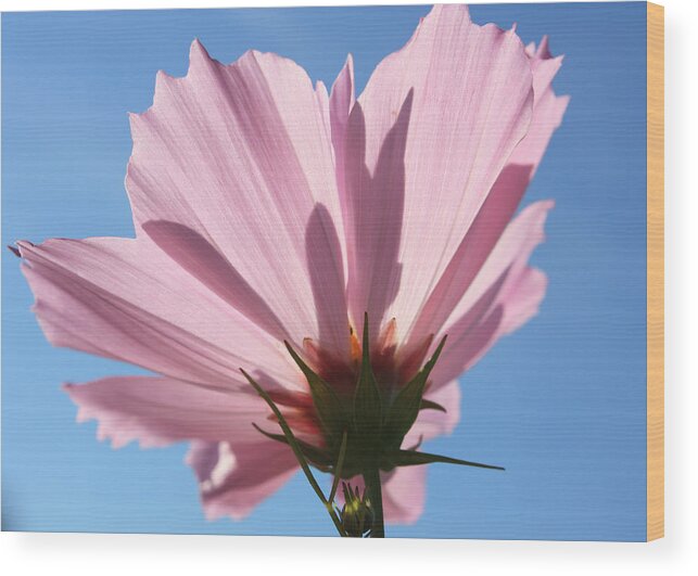 Flora Wood Print featuring the photograph Cosmos 3 #2 by Gerry Bates