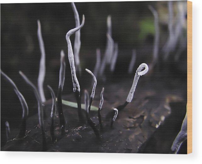 Fairy Fingers Wood Print featuring the photograph Fairy Fingers #2 by Betty Depee