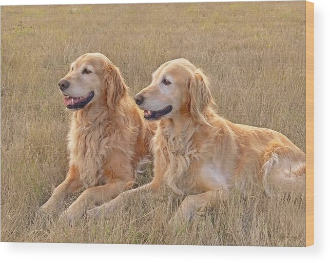 Golden Retriever Wood Print featuring the photograph Golden Retrievers in Golden Field by Jennie Marie Schell