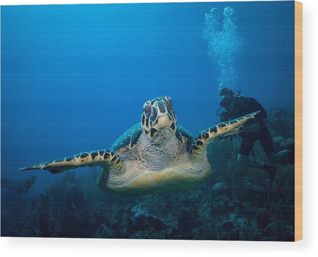 Hawksbill Turtle Wood Print featuring the photograph Hawksbill #2 by Jean Noren