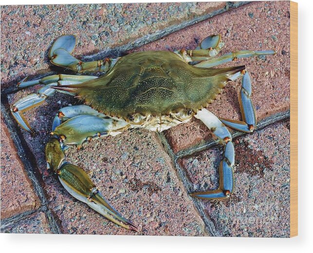 Crab Wood Print featuring the photograph Hudson River Crab #2 by Lilliana Mendez