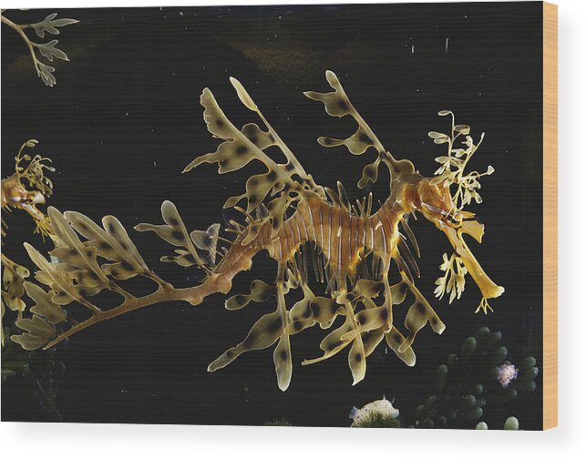 Actinopterygii Wood Print featuring the photograph Leafy Sea Dragon by Paul Zahl