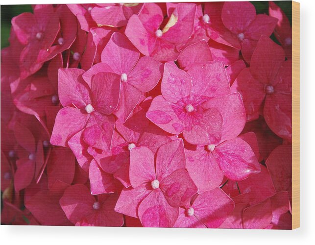 Hydrangea Wood Print featuring the photograph Pretty in Pink #2 by Norma Brock
