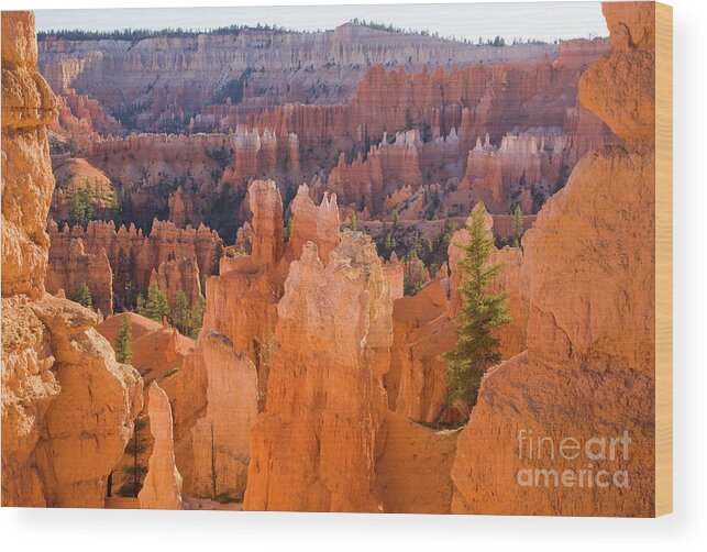 00431149 Wood Print featuring the photograph Sandstone Hoodoos in Bryce Canyon #2 by Yva Momatiuk John Eastcott