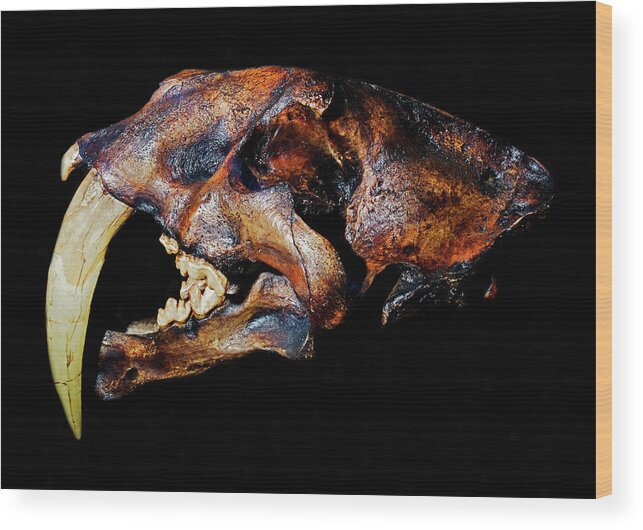 Animal Wood Print featuring the photograph Smilodon Skull #2 by Millard H. Sharp