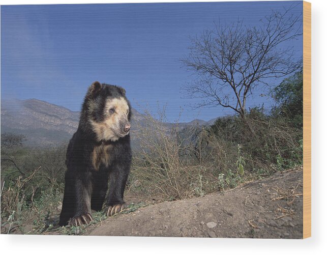 Feb0514 Wood Print featuring the photograph Spectacled Bear In Andean Foothills Peru #2 by Tui De Roy