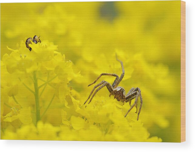 Spider Wood Print featuring the photograph Spider #2 by Jaroslaw Grudzinski