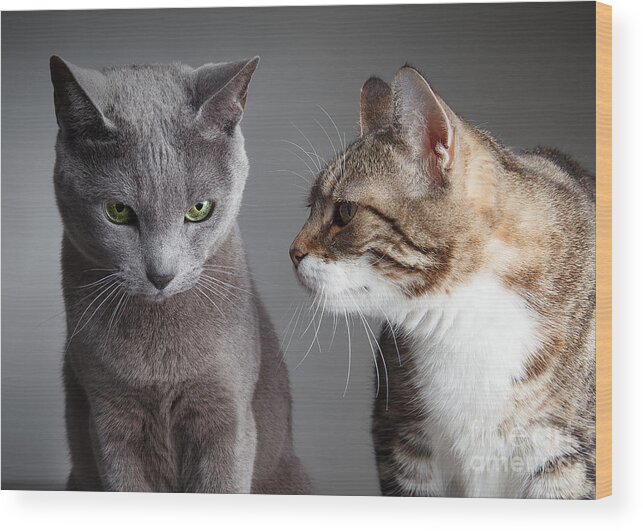 Cat Wood Print featuring the photograph Two Cats #2 by Nailia Schwarz