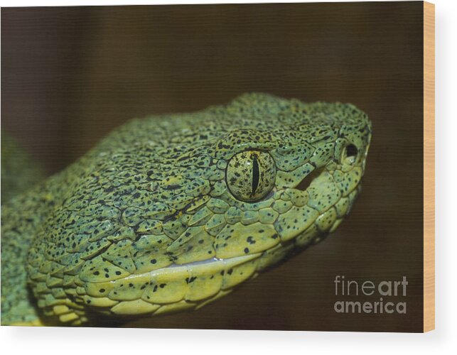 Two-striped Forest Pit Viper Wood Print featuring the photograph Two-striped Forest Pit Viper #2 by William H. Mullins