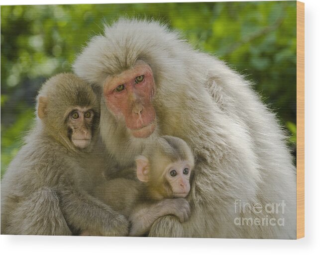 Asia Wood Print featuring the photograph Snow Monkeys, Japan #26 by John Shaw