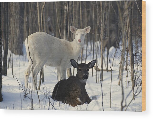 Albinic Wood Print featuring the photograph Albino And Normal White-tailed Deer #3 by Thomas And Pat Leeson