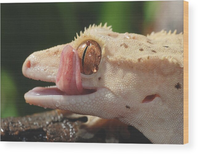 Animal Wood Print featuring the photograph New Caledonian Crested Gecko #3 by John Mitchell