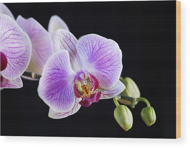 Orchid Wood Print featuring the photograph Pink Orchid flower by Michalakis Ppalis