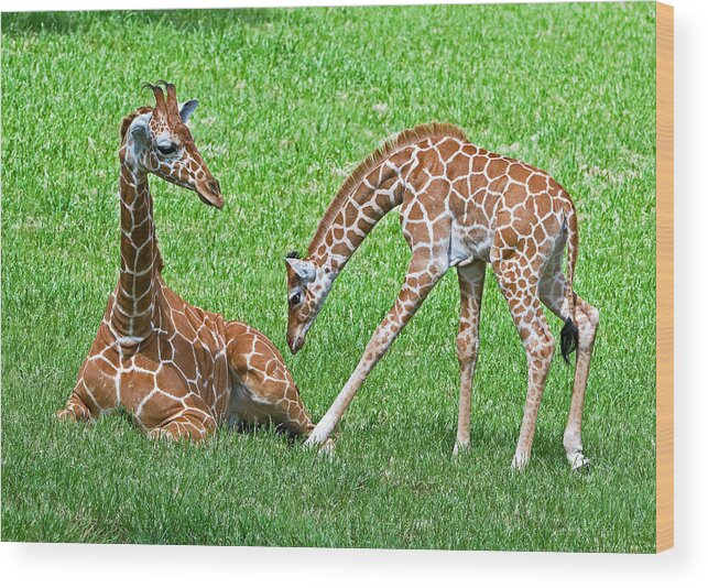 Nature Wood Print featuring the photograph Reticulated Giraffe Juvenile & Calf #3 by Millard H. Sharp