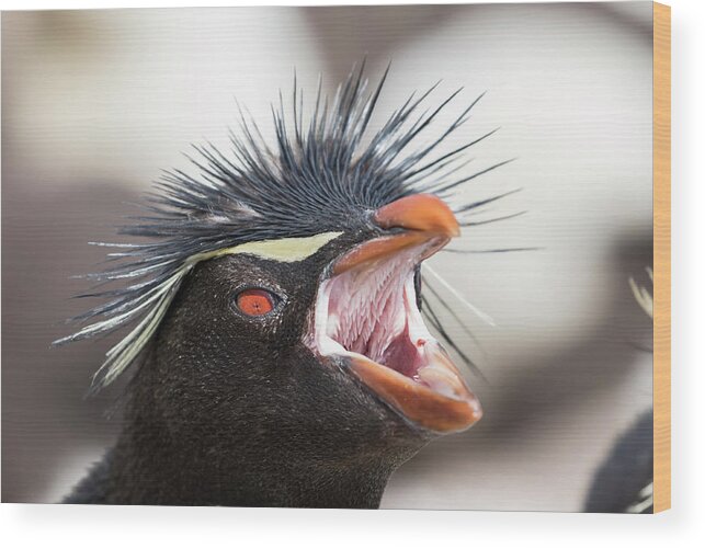 Antarctica Wood Print featuring the photograph Rockhopper Penguin (eudyptes Chrysocome #3 by Martin Zwick