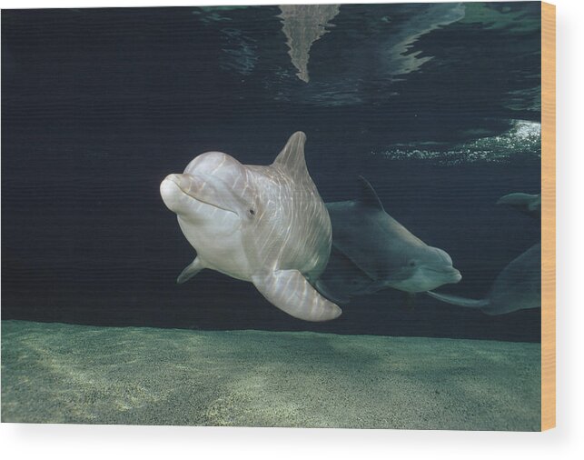 Feb0514 Wood Print featuring the photograph Bottlenose Dolphin Pair Hawaii by Flip Nicklin