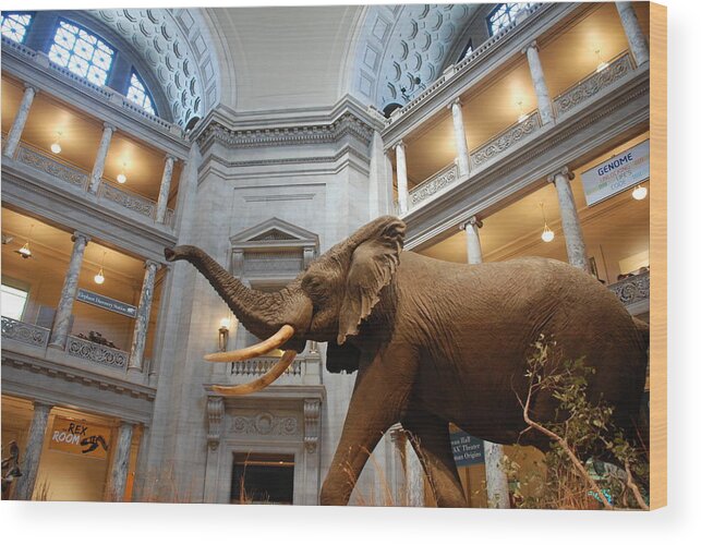 Bull Elephant Wood Print featuring the photograph Bull Elephant in Natural History Rotunda #4 by Kenny Glover