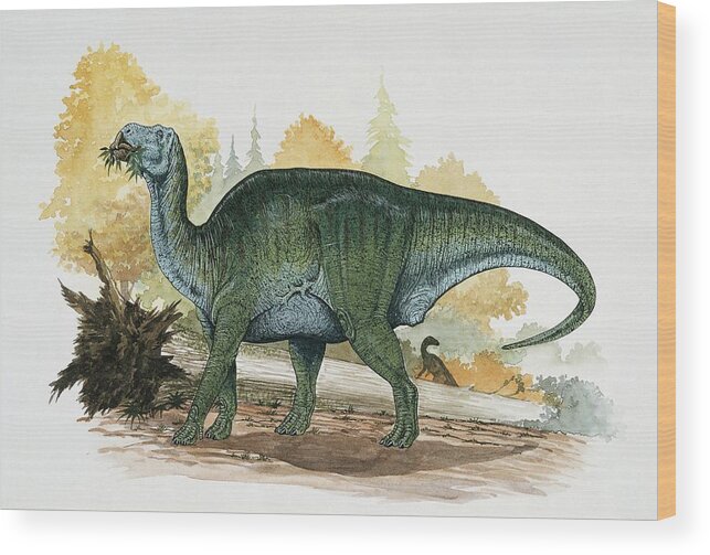 Colour Image Wood Print featuring the photograph Dinosaur Eating A Leaf by Deagostini/uig/science Photo Library