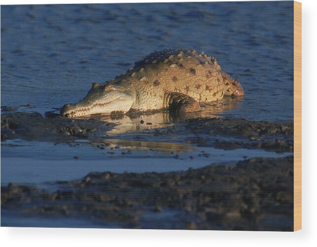 Animal Wood Print featuring the photograph Orinoco River Crocodile, Venezuela #4 by Robert Caputo