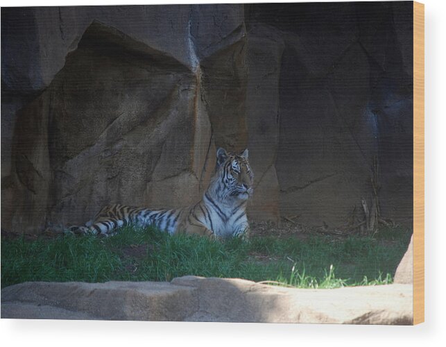 Zoo Wood Print featuring the photograph Riverbanks Zoo Columbia Sc #4 by William Copeland