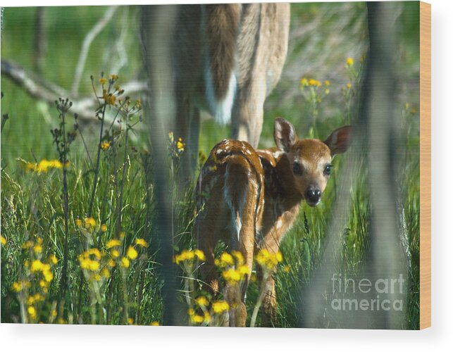 Fauna Wood Print featuring the photograph Whitetail Deer Fawn #4 by Mark Newman