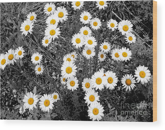 Daisy Wood Print featuring the photograph 44 Daisies by Brett Maniscalco