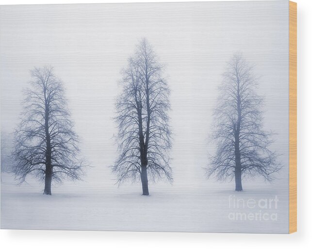 Trees Wood Print featuring the photograph Winter trees in fog 5 by Elena Elisseeva