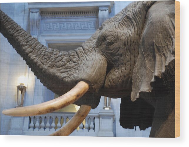 Bull Elephant Wood Print featuring the photograph Bull Elephant in Natural History Rotunda by Kenny Glover