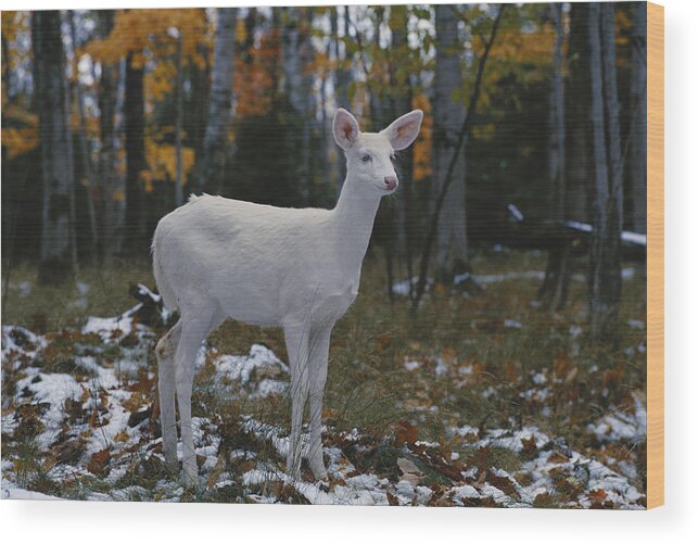 Albinic Wood Print featuring the photograph Albino White-tailed Deer #7 by Thomas And Pat Leeson