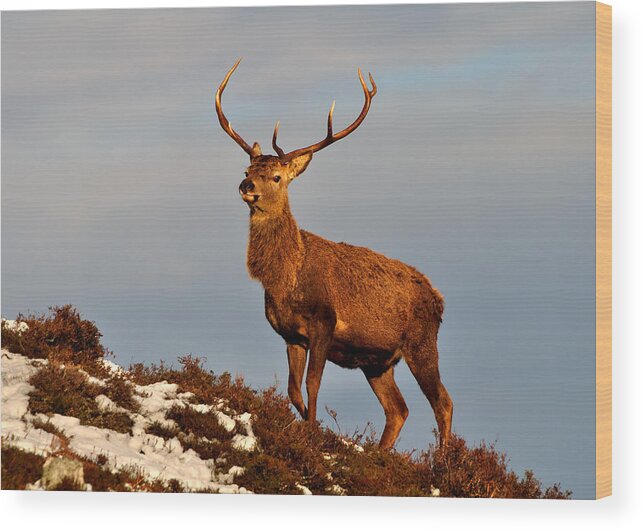  Red Deer Stag Wood Print featuring the photograph Red Deer Stag #8 by Gavin Macrae