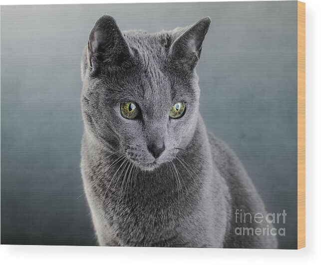 Cat Wood Print featuring the photograph Russian Blue Cat #8 by Nailia Schwarz