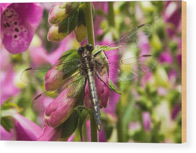 Behavior Wood Print featuring the photograph A Dragon Fly Resting In A Forest of Foxgloves by Thomas Pettengill