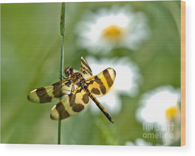 Halloween Pennant Dragonfly Wood Print featuring the photograph A Dragonfly's Life by Cheryl Baxter