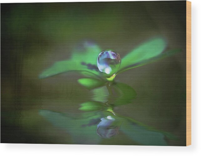 Green Wood Print featuring the photograph A Dream Of Green by Kym Clarke