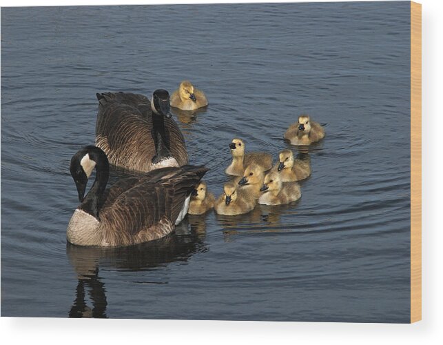 Geese Wood Print featuring the photograph A Family Of Canada Geese by Janice Adomeit