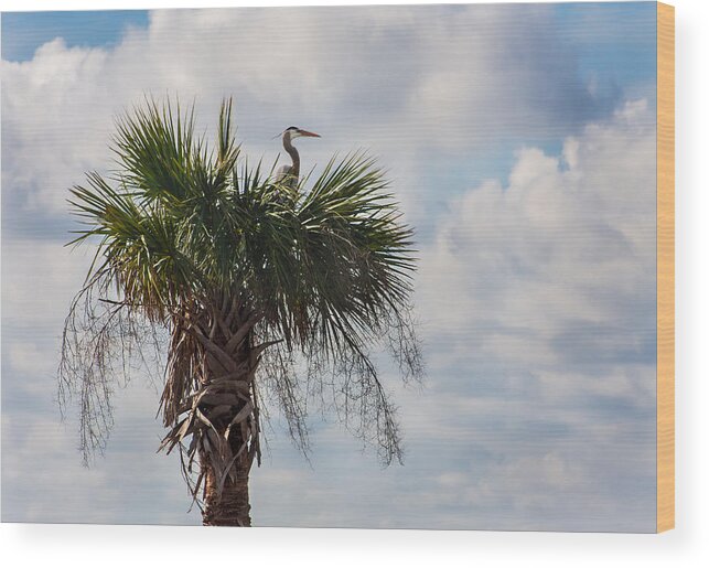 Karen Stephenson Photography Wood Print featuring the photograph A Great Blue Heron Nests On a Cabbage Palmetto by Karen Stephenson